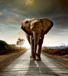 Dimex Walking Elephant Fototapete 225x250cm 3 Bahnen | Yourdecoration.de