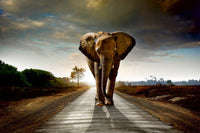 Dimex Walking Elephant Fototapete 375x250cm 5 Bahnen | Yourdecoration.de