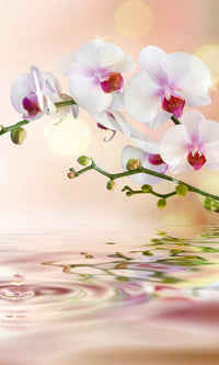 Dimex White Orchid Fototapete 150x250cm 2 Bahnen | Yourdecoration.de