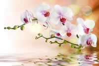 Dimex White Orchid Fototapete 375x250cm 5 Bahnen | Yourdecoration.de