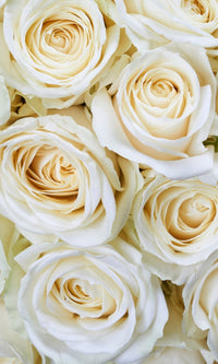 Dimex White Roses Fototapete 150x250cm 2 Bahnen | Yourdecoration.de