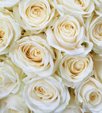 Dimex White Roses Fototapete 225x250cm 3 Bahnen | Yourdecoration.de