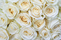 Dimex White Roses Fototapete 375x250cm 5 Bahnen | Yourdecoration.de