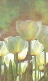 Dimex White Tulips Abstract Fototapete 150x250cm 2 bahnen | Yourdecoration.de
