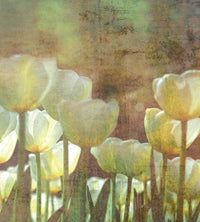 Dimex White Tulips Abstract Fototapete 225x250cm 3 bahnen | Yourdecoration.de
