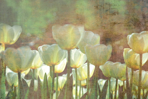Dimex White Tulips Abstract Fototapete 375x250cm 5 bahnen | Yourdecoration.de