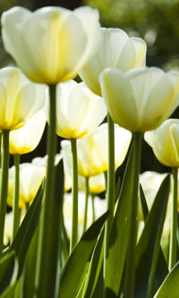 Dimex White Tulips Fototapete 150x250cm 2 Bahnen | Yourdecoration.de