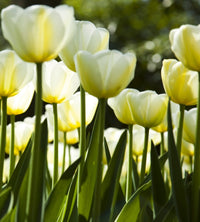 Dimex White Tulips Fototapete 225x250cm 3 Bahnen | Yourdecoration.de