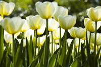Dimex White Tulips Fototapete 375x250cm 5 Bahnen | Yourdecoration.de