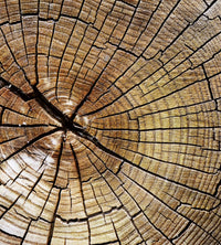 Dimex Wood Fototapete 225x250cm 3 Bahnen | Yourdecoration.de