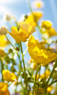 Dimex Yellow Flowers Fototapete 150x250cm 2 Bahnen | Yourdecoration.de