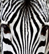 Dimex Zebra Fototapete 225x250cm 3 Bahnen | Yourdecoration.de