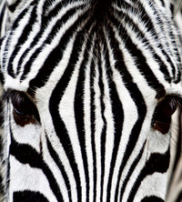 Dimex Zebra Fototapete 225x250cm 3 Bahnen | Yourdecoration.de