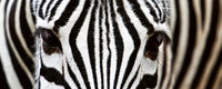Dimex Zebra Fototapete 375x150cm 5 Bahnen | Yourdecoration.de