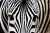 Dimex Zebra Fototapete 375x250cm 5 Bahnen | Yourdecoration.de