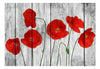 Fototapete - Tale of Red Poppies - Vliestapete