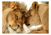 Fototapete - Lion Tenderness - Vliestapete