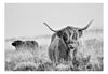 Fototapete - Highland Cattle - Vliestapete