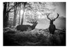 Fototapete - Deers in the Morning - Vliestapete