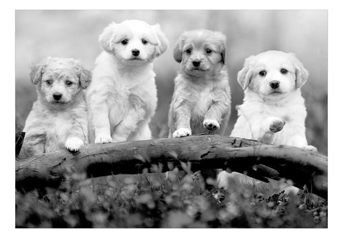 Fototapete - Four Puppies - Vliestapete