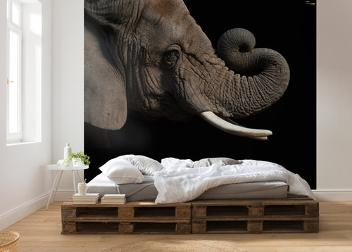 Komar African Elephant Vlies Fototapete 300X280Cm 6 Teile Interieur | Yourdecoration.at