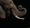 Komar African Elephant Vlies Fototapete 300X280Cm 6 Teile | Yourdecoration.at