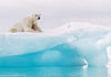 Komar Arctic Polar Bear Vlies Fototapete 400x280cm 8 Bahnen | Yourdecoration.de