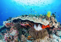 Komar Coral Reef Vlies Fototapete 400x280cm 8 Bahnen | Yourdecoration.de