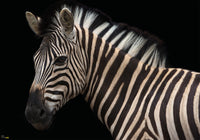 Komar Damara Zebra Vlies Fototapete 400X280Cm 6 Teile | Yourdecoration.at