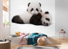 Komar Giant Panda Vlies Fototapete 300X280Cm 6 Teile Interieur | Yourdecoration.at