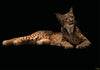 Komar Iberische Lynx Vlies Fototapete 400X280Cm 6 Teile | Yourdecoration.at