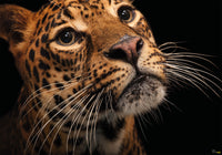 Komar Javan Tiger Vlies Fototapete 400X280Cm 6 Teile | Yourdecoration.at