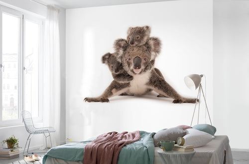 Komar Koala Vlies Fototapete 300X280Cm 6 Teile Interieur | Yourdecoration.at