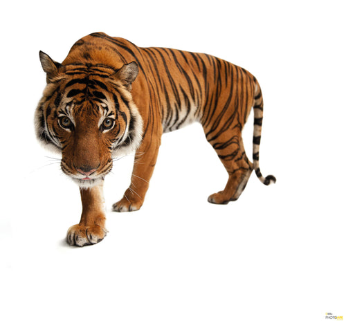 Komar Tiger Vlies Fototapete 300X280Cm 6 Teile | Yourdecoration.at