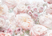 Komar Vlies Fototapete 8 976 Spring Roses | Yourdecoration.at