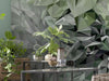 Komar Vlies Fototapete Inx6 036 Emerald Flowers Detail | Yourdecoration.at