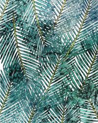 Komar Palm Canopy Vlies Fototapete 200x250cm 2 bahnen | Yourdecoration.de
