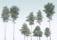 Komar Pines Vlies Fototapete 400x280cm 4 bahnen | Yourdecoration.de