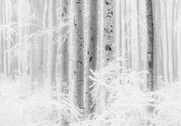Komar Winter Wood Vlies Fototapete 400x280cm 4 bahnen | Yourdecoration.de