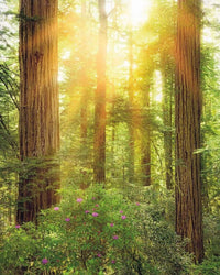 Komar Redwood Vlies Fototapete 200x250cm 2 bahnen | Yourdecoration.de