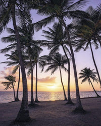 Komar Palmtrees on Beach Vlies Fototapete 200x250cm 2 bahnen | Yourdecoration.de
