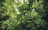 Komar Into The Jungle Vlies Fototapete 400x250cm 4 bahnen | Yourdecoration.de
