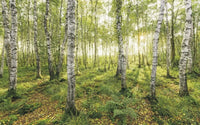 Komar Birch Trees Vlies Fototapete 400x250cm 4 bahnen | Yourdecoration.de