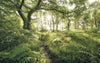 Komar Mystic Path Vlies Fototapete 400x250cm 4 bahnen | Yourdecoration.de