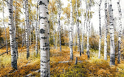 Komar Colorful Aspenwoods Vlies Fototapete 450x280cm 9 bahnen | Yourdecoration.de