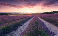 Komar Lavender Dream Vlies Fototapete 450x280cm 9 bahnen | Yourdecoration.de