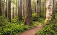 Komar Redwood Trail Vlies Fototapete 450x280cm 9 bahnen | Yourdecoration.de