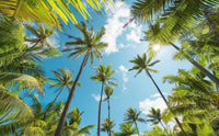 Komar Coconut Heaven Vlies Fototapete 450x280cm 9 bahnen | Yourdecoration.de