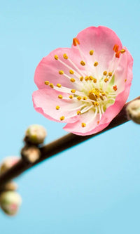 Komar Peach Blossom Fototapete 150x250cm 3 bahnen | Yourdecoration.de
