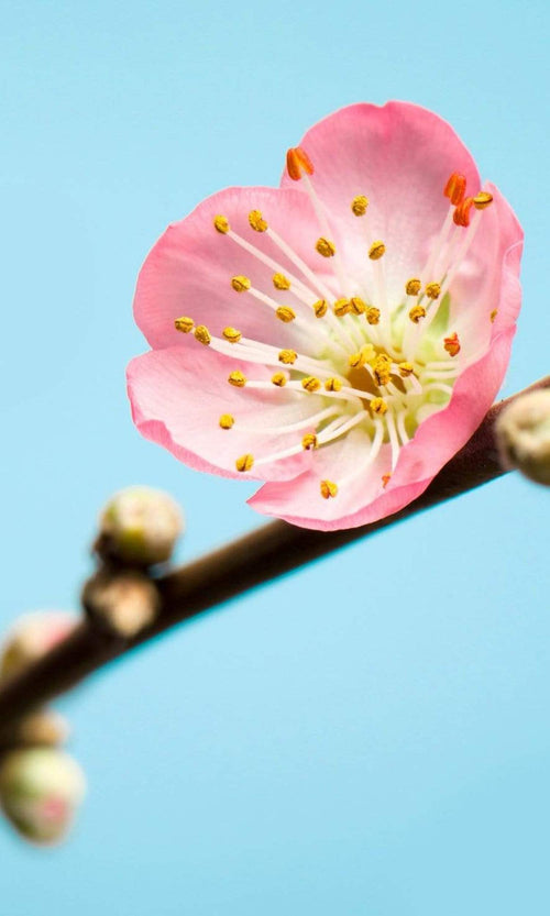 Komar Peach Blossom Fototapete 150x250cm 3 bahnen | Yourdecoration.de